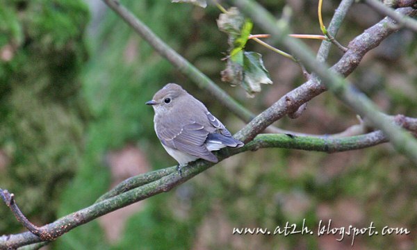 Taiga Flycatcher
