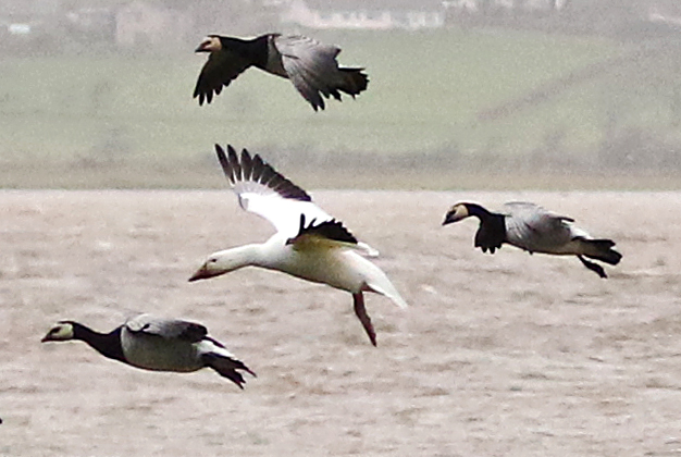 Snow Goose