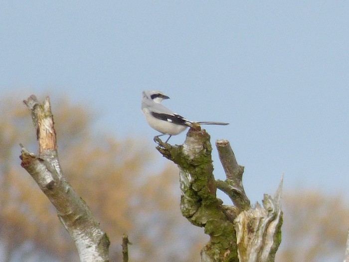 Great Grey Shrike