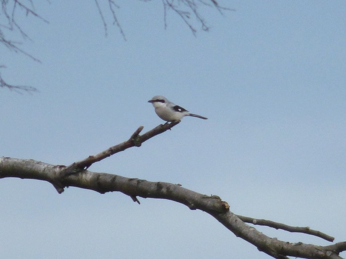 Great Grey Shrike