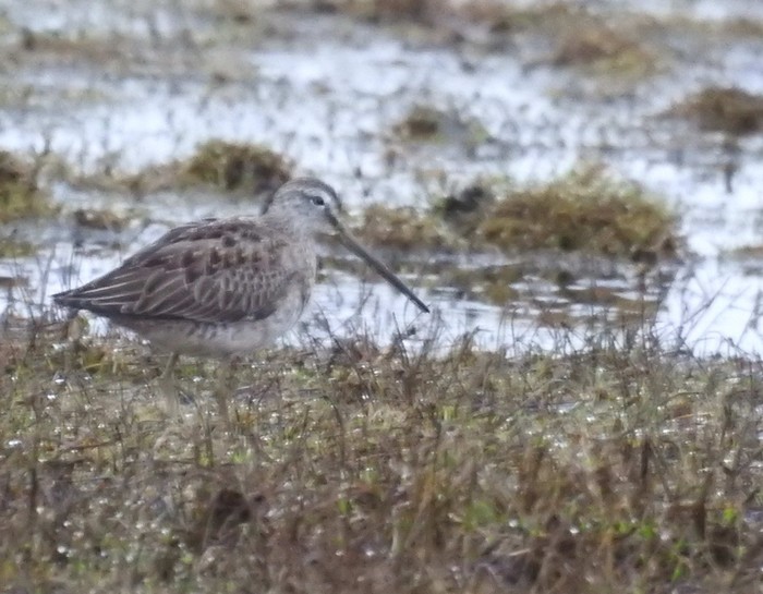 Long-billed Dowitcher