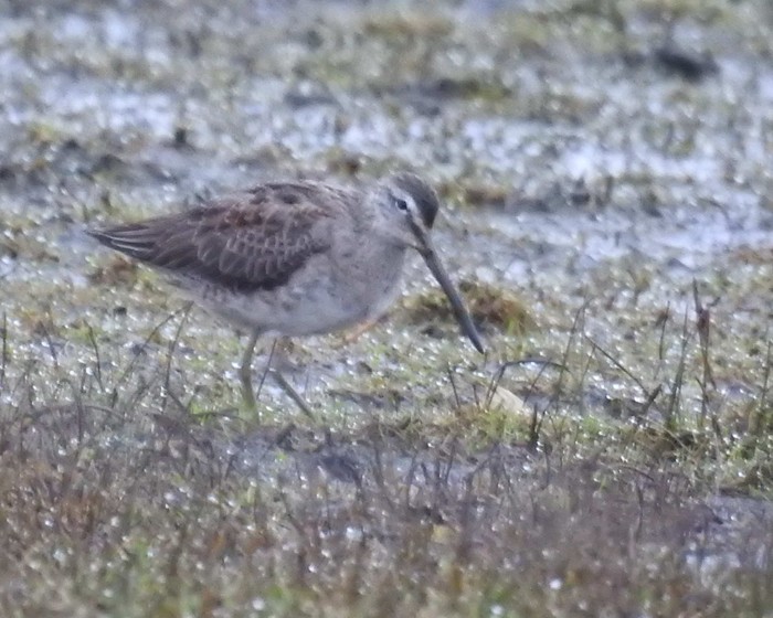 Long-billed Dowitcher
