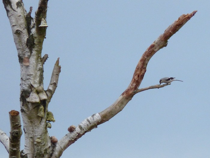 Great Grey Shrike