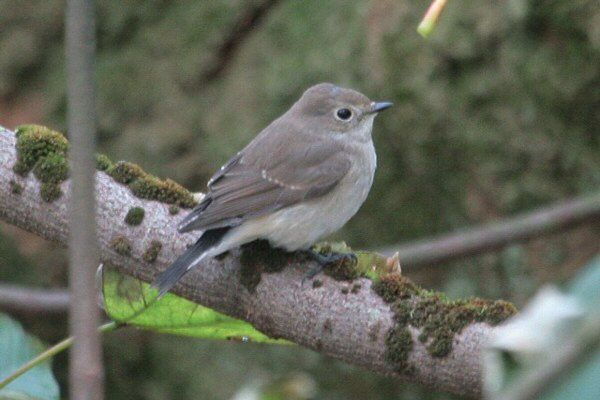 Taiga Flycatcher