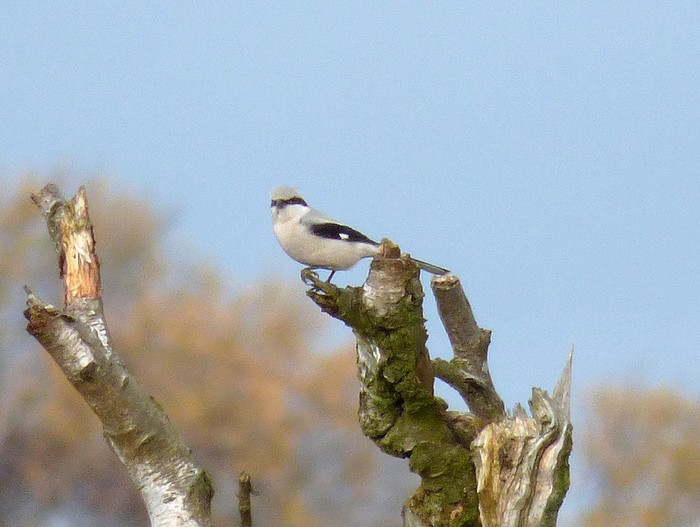 Great Grey Shrike