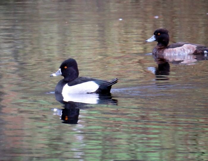 Ring-necked Duck