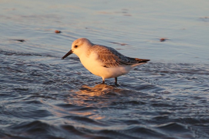 Sanderling