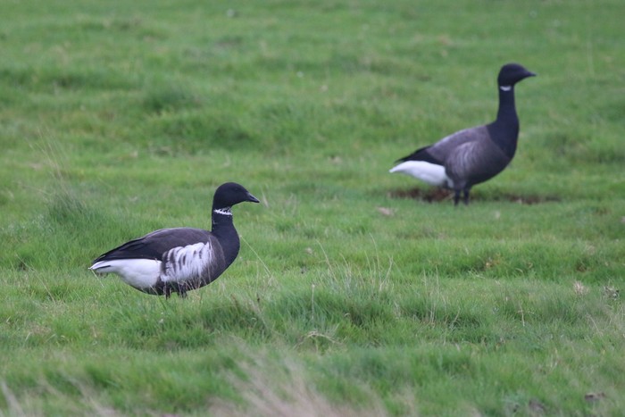 Black Brant