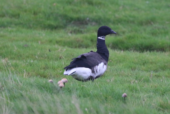 Black Brant