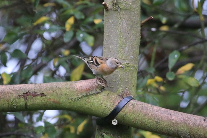 Brambling
