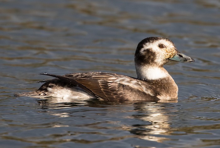 Long-tailed Duck
