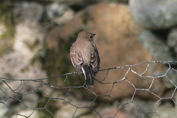 Taiga Flycatcher