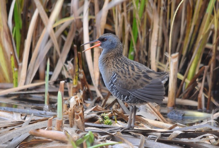 Water Rail
