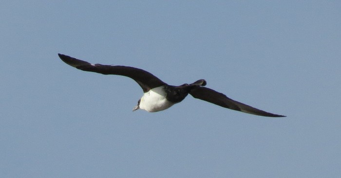 Pomarine Skua