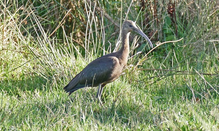 Glossy Ibis