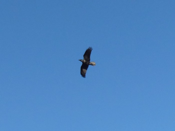 Raven