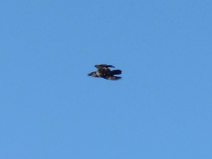 Raven