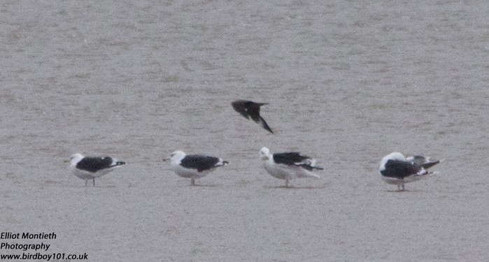 Arctic Skua