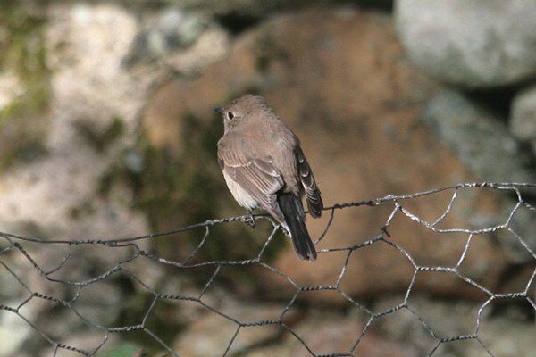 Taiga Flycatcher