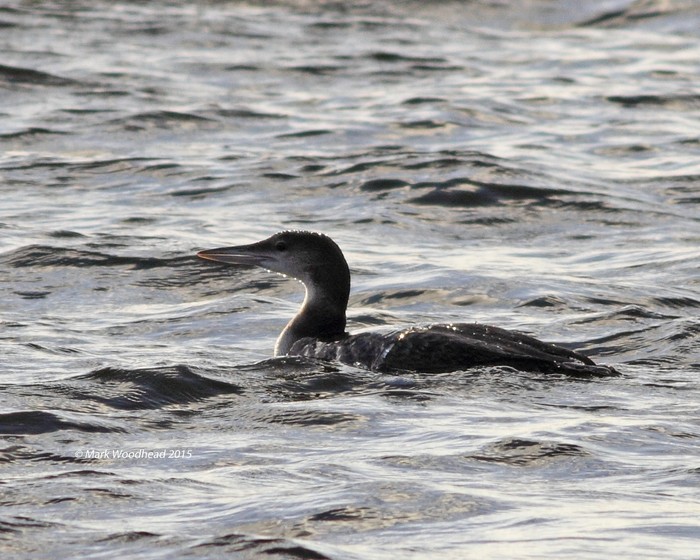 Great Northern Diver