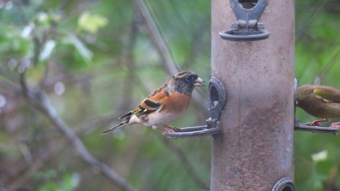 Brambling