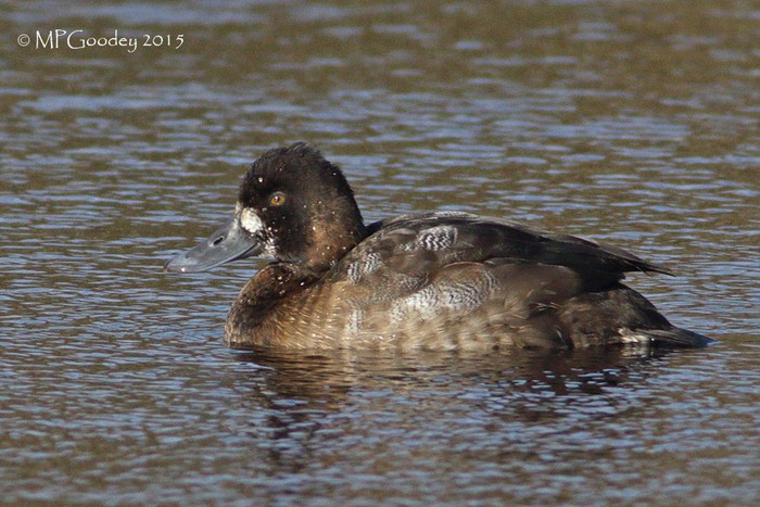 Lesser Scaup