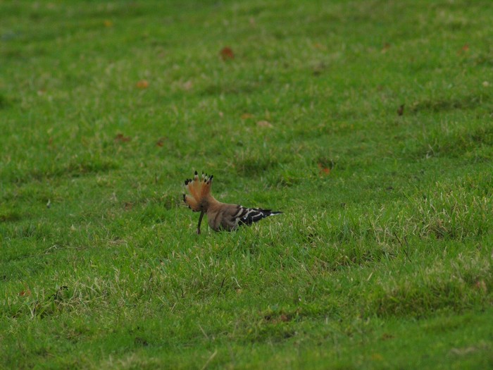 Hoopoe