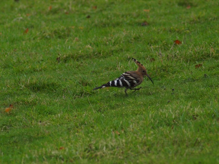 Hoopoe