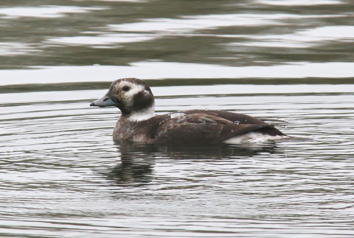 Long-tailed Duck