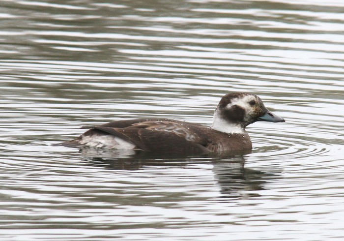 Long-tailed Duck