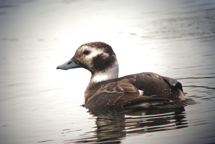 Long-tailed Duck