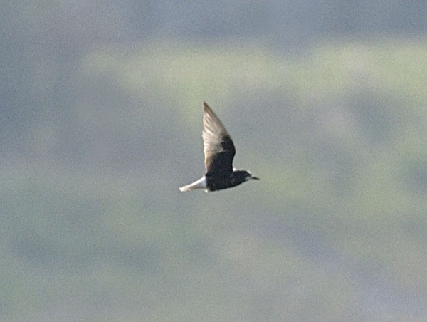 White-winged Black Tern