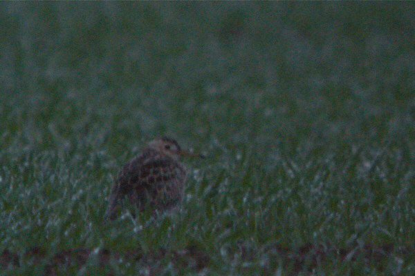 Upland Sandpiper