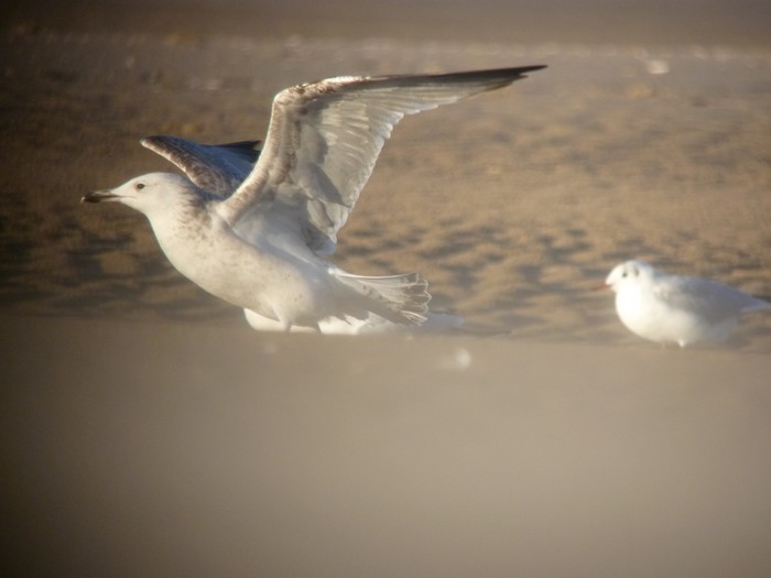 Caspian Gull