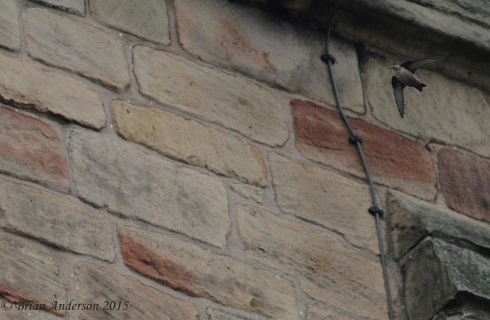 Crag Martin