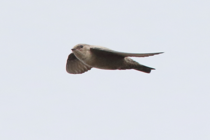 Crag Martin