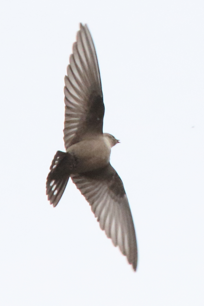 Crag Martin
