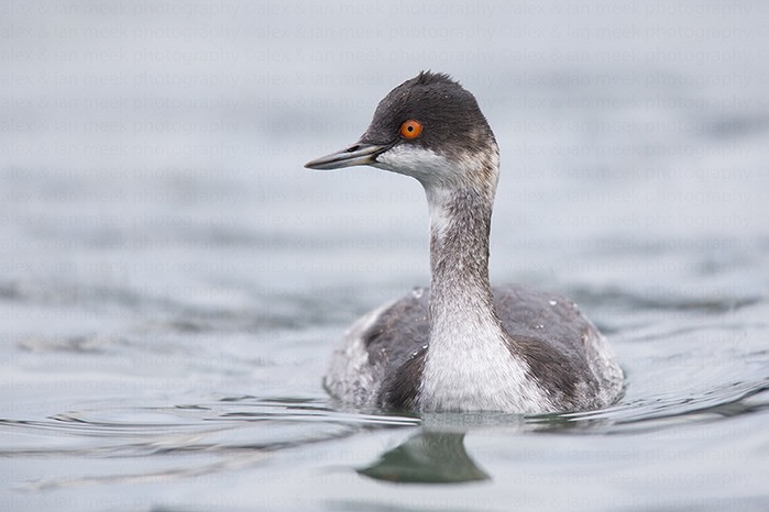Black-necked Grebe