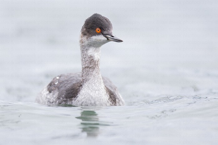 Black-necked Grebe
