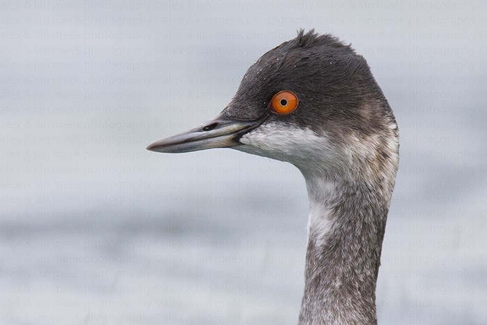 Black-necked Grebe