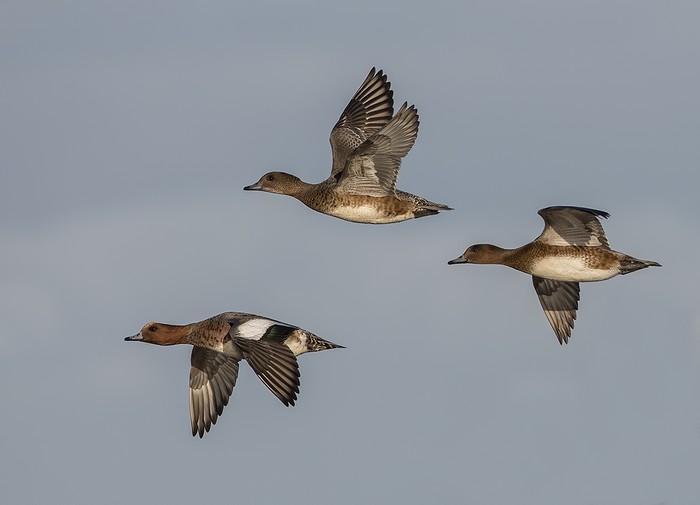 Wigeon