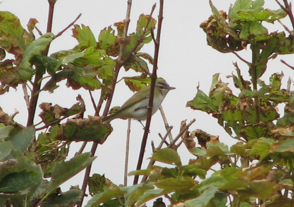 Red-eyed Vireo