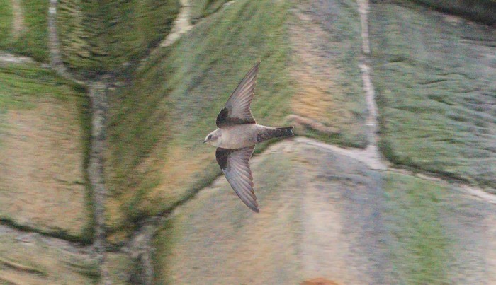 Crag Martin