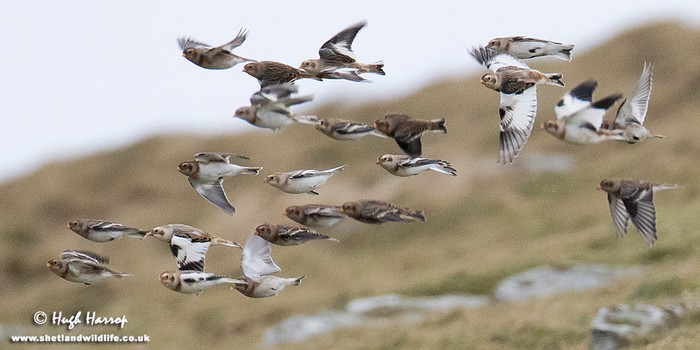 Snow Bunting