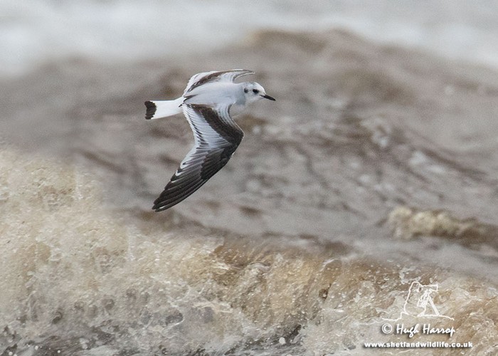 Little Gull