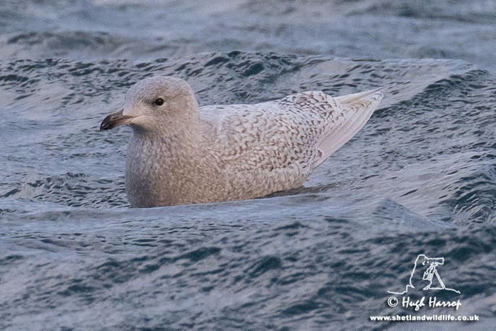 Iceland Gull