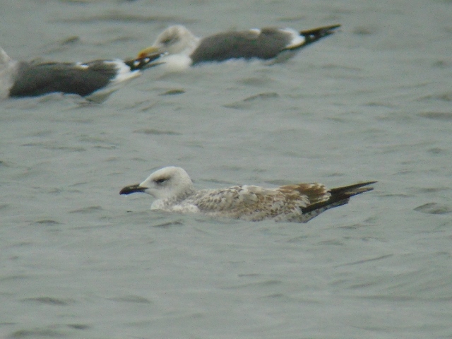Caspian Gull