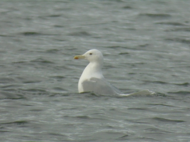 Caspian Gull