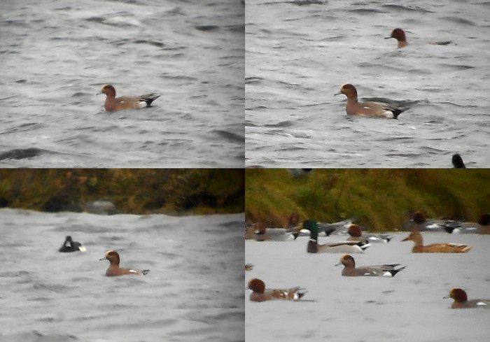 American Wigeon x Wigeon hybrid