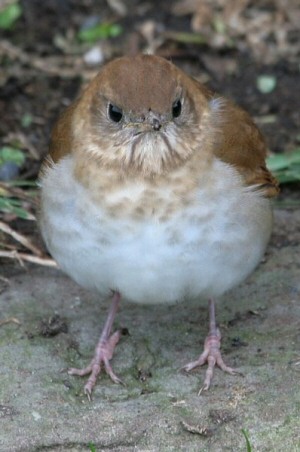 Veery